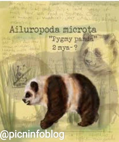 Dwarf panda (Ailuropoda microta) is the earliest known ancestor of the giant panda. It measured 1 m (3 ft) in length; the modern giant panda grows to a size in excess of 1.5 m (5 ft). The first discovered skull in a south #China limestone cave is est. to be 2 million years old.