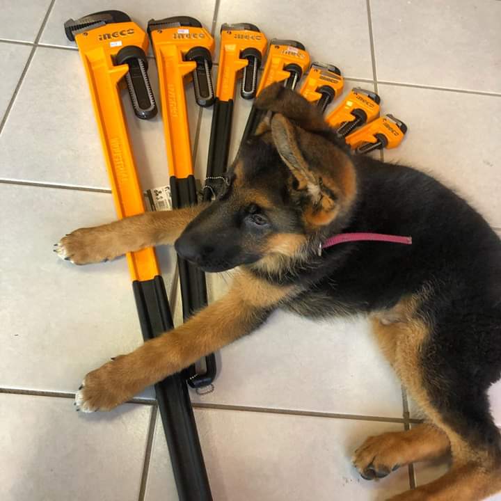 OficialTools's tweet photo. #stilson #llaves #herramientas #ingco #ingcotools #mrtools #FelizMartes Tu mejor amigo, fuerte y fiel https://t.co/KITgeRdvis