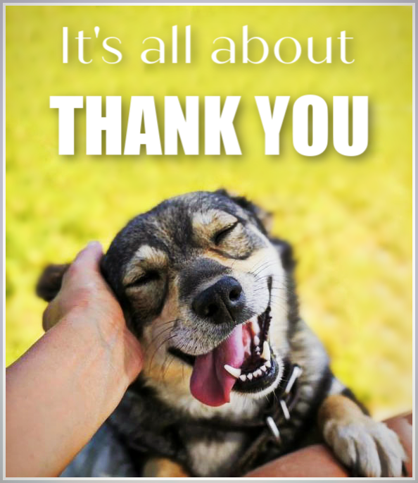 dingoteam's tweet photo. No words express how grateful we are!
Our campaign is over, and YES, WE REACHED OUR GOAL 😍 We are building our dream shelter 🥳

We did this because of having so many caring people . 
We did this because of YOU 💖 
179 amazing people donated for #BuildingDingoShelter!!!. https://t.co/Tv7utgJHX6