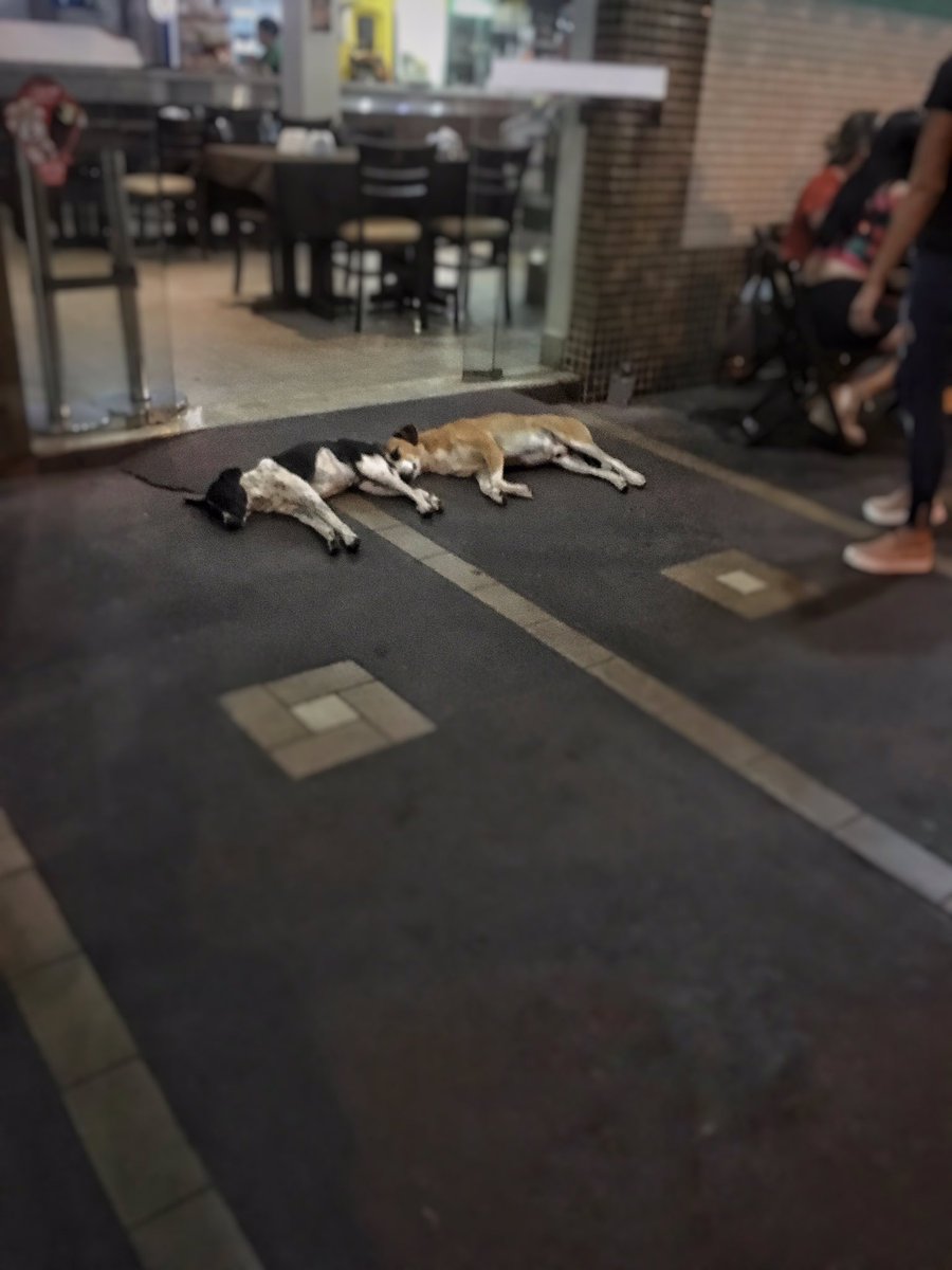 jooaoalves's tweet image. Se os dog tão tranquilo uma hr dessas, eu tbm tô