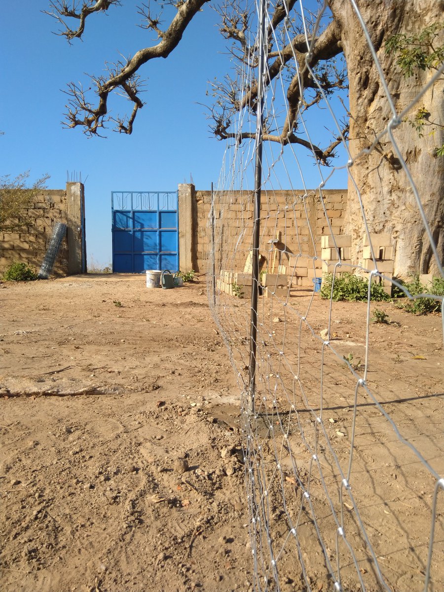 abaithiagro's tweet photo. Installation de clôture pour le compte d'un client à Ndiéguène !

Jusqu'au 31 Décembre 2019, profitez de cette offre exceptionnelle que @abaithiagro vous propose pour clôturer votre champ :

👇👇👇👇👇👇👇👇👇👇👇👇👇👇👇👇 https://t.co/BEcL8w2bhN