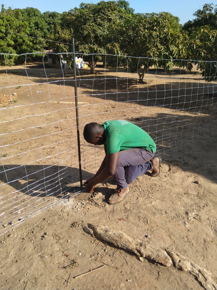 abaithiagro's tweet photo. Installation de clôture pour le compte d'un client à Ndiéguène !

Jusqu'au 31 Décembre 2019, profitez de cette offre exceptionnelle que @abaithiagro vous propose pour clôturer votre champ :

👇👇👇👇👇👇👇👇👇👇👇👇👇👇👇👇 https://t.co/BEcL8w2bhN