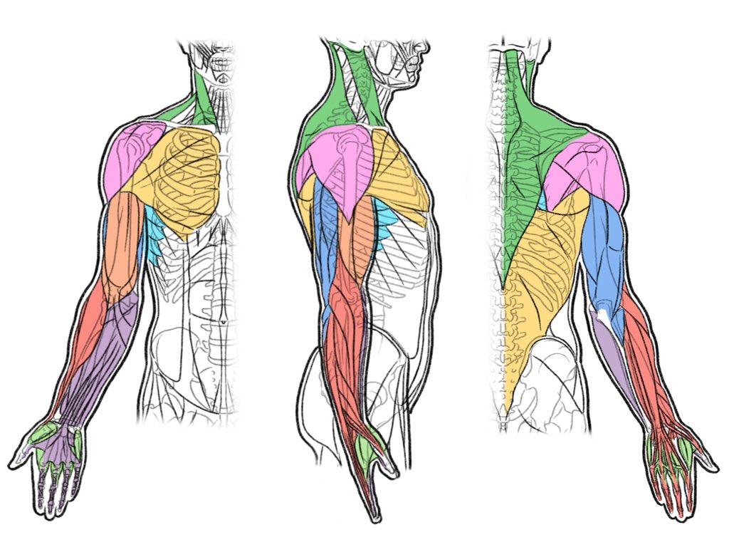 「上肢の筋群。多くの筋を覚えるのが大変な場合は、筋群としてまとめると大幅に数が減ら」|伊豆の美術解剖学者のイラスト