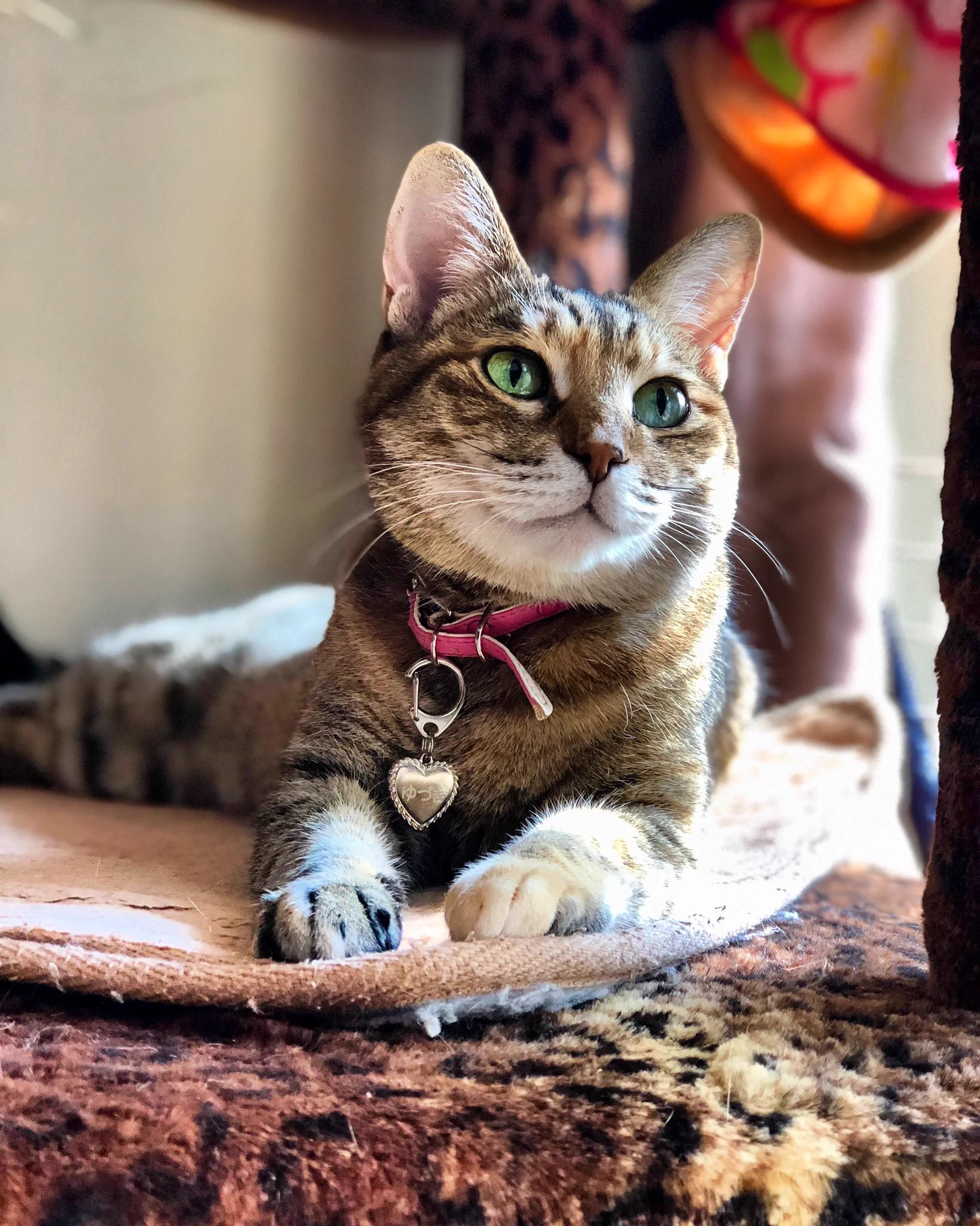 @erumo_0384 左が本家　　　右が猫さんが書いた物
比較してみたけど　凄いわ 