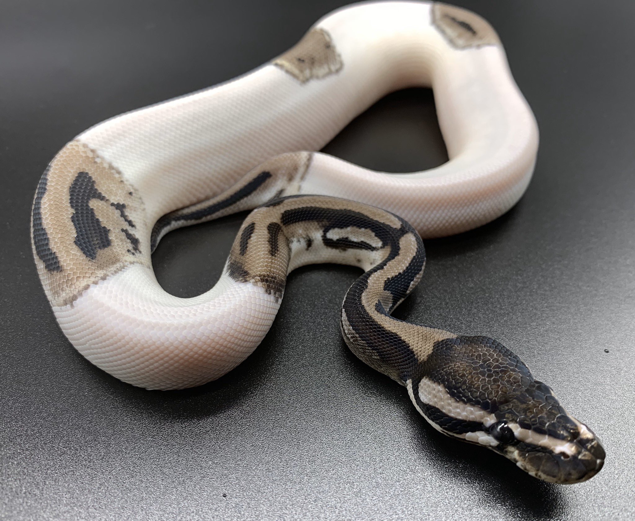 DEU Reptiles on X: DEU Reptiles on X: