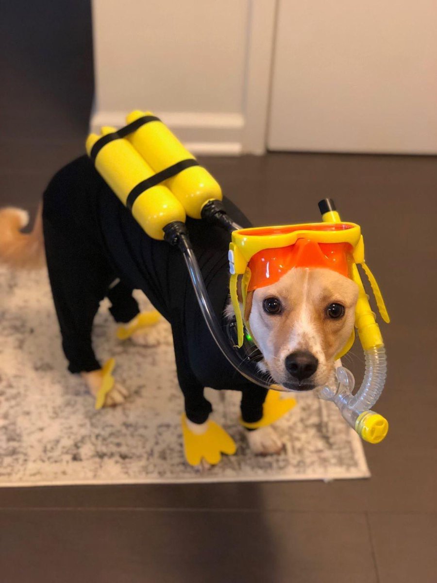PADI's tweet photo. Perfect dive buddy or perfect dive buddy? 😂 📷: IG user 0llie0llie_0xenfree https://t.co/BNufUomQcc
