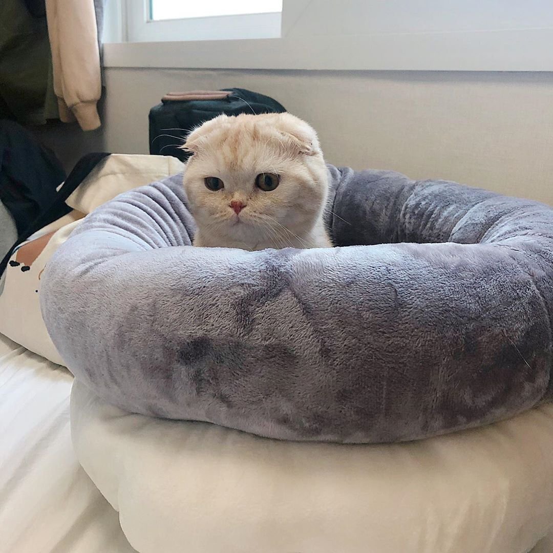 ` . ♡ มัมหมีน้องรูล ·° tweet media
