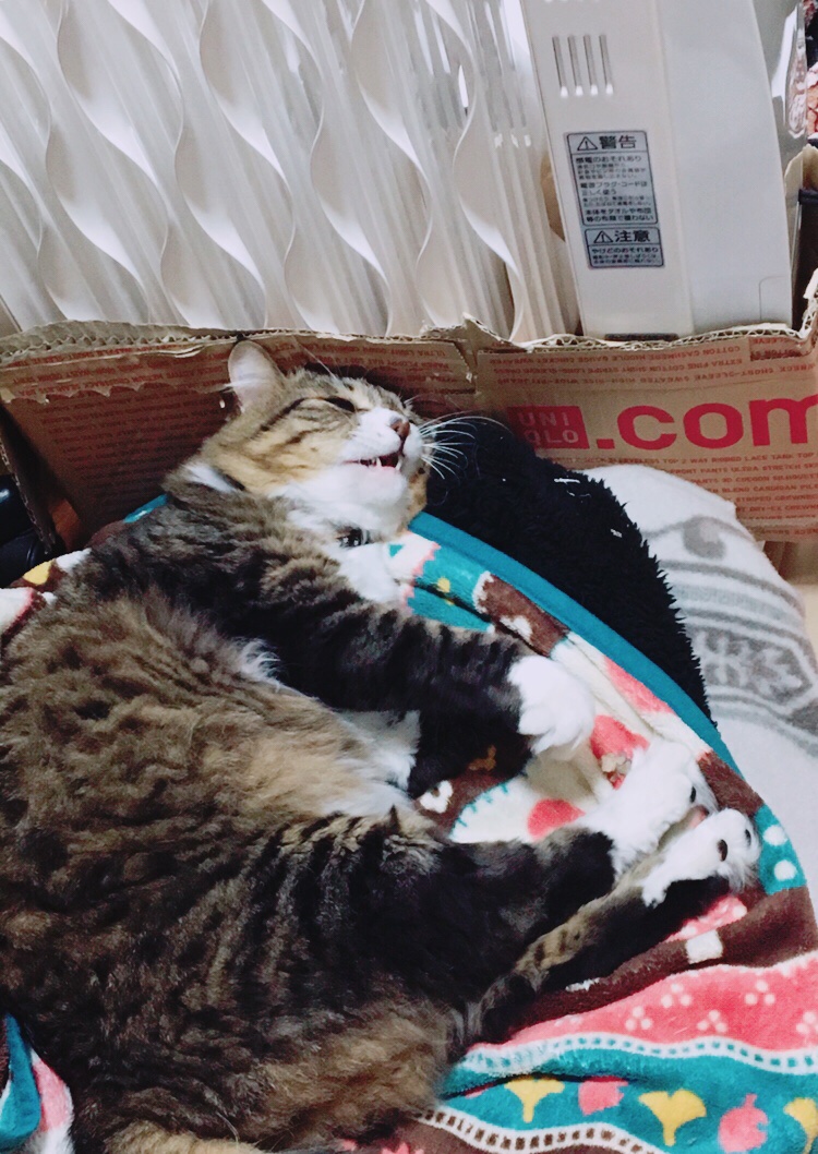 ট ইট র 櫻子 プチ独り言 吸引力の変わらないただ一つのヒーター 早々に猫がオイルヒーターの隙間に頭突っ込んで茹っていたので ダンボールで猫ガードを設置したところ この吸引力である T Co Rplzthn5bi ট ইট র ট ইট র 櫻子 プチ独り言 吸引力の変わらないただ一つのヒーター 早々に猫がオイルヒーターの隙間に頭突っ込んで茹っていたので ダンボールで猫ガードを設置したところ この吸引力である T Co Rplzthn5bi ট ইট র