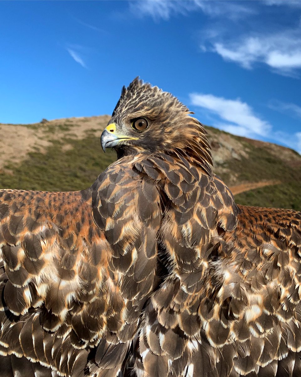 A juvenile Red-shouldered Hawk, on the move along the Pacific Coast earlier this fall...nice look at those “red shoulders”.  #redshoulderedhawk #Buteo