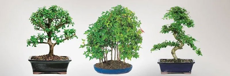 8 BEST BONSAI TREE FOR BEGINNERS (2019) blog.dallasbonsai.com/8-best-bonsai-…