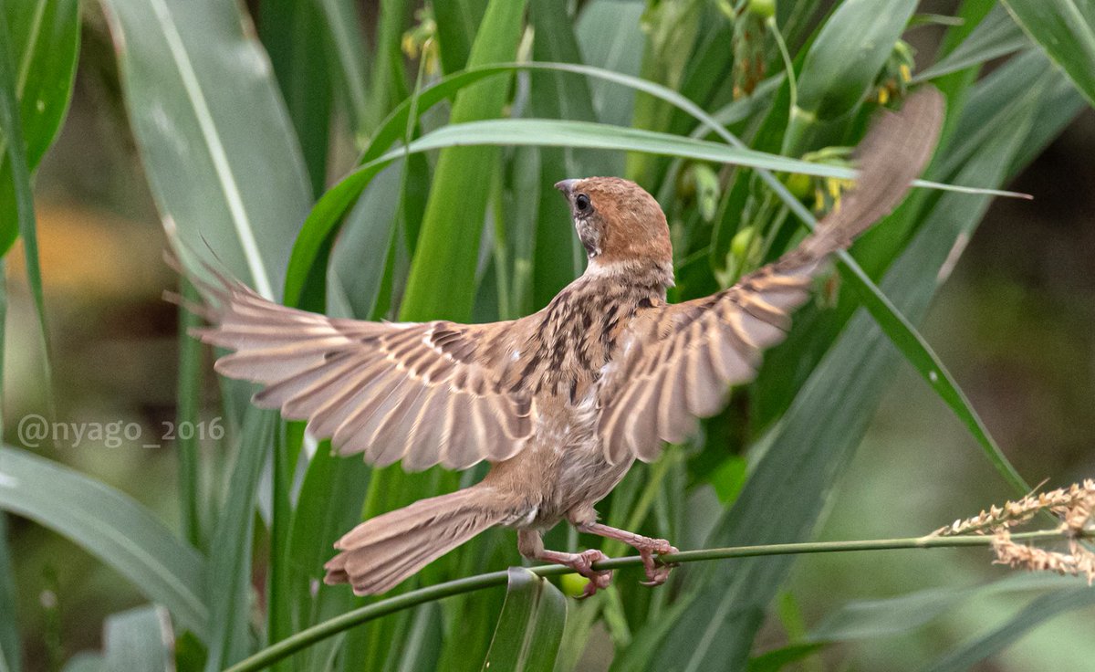 翼 を広げた #スズメ ちゃん♪ #wings #飛翔 #飛行 #flyig #すずめ #雀