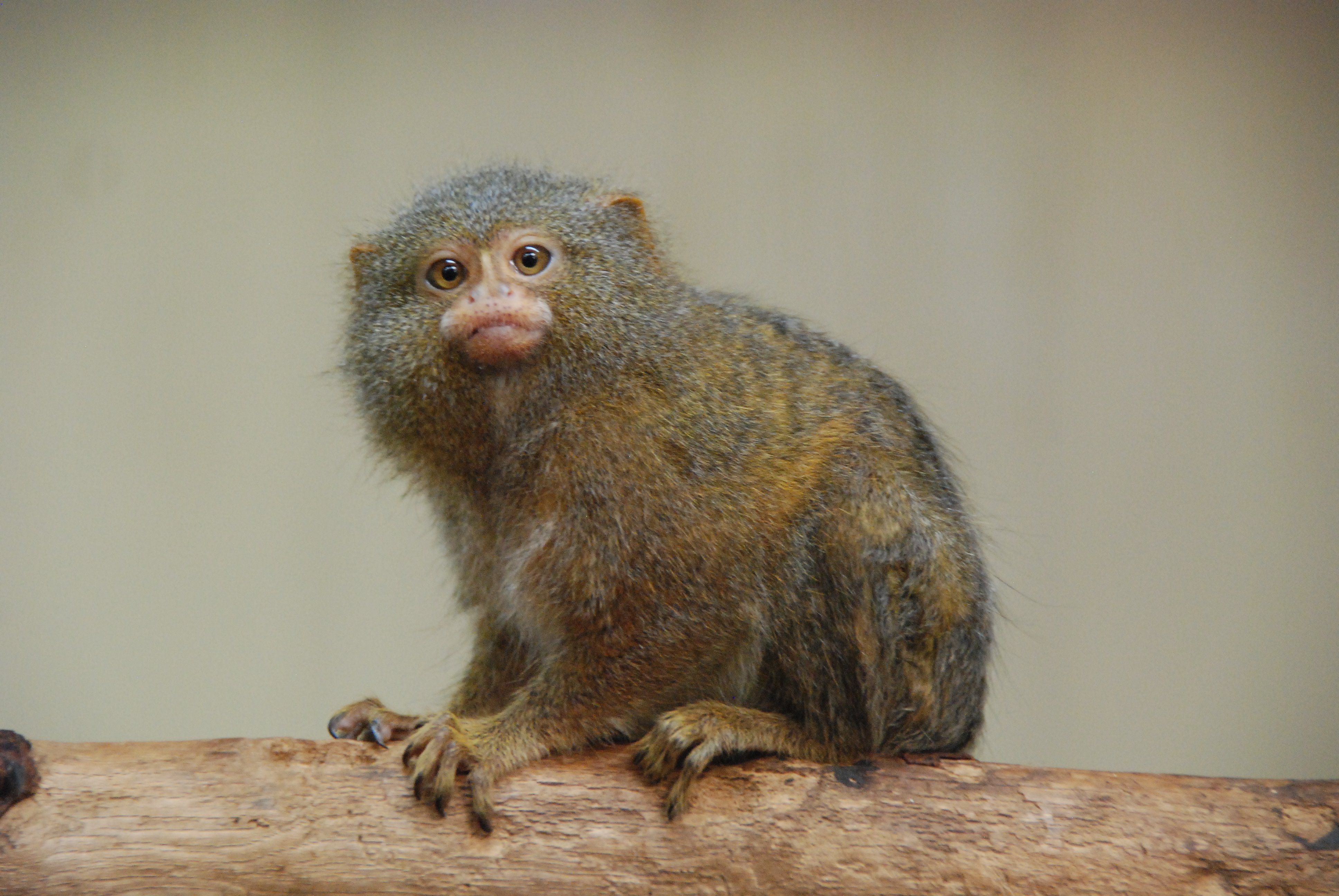 草津熱帯圏 緊急募集 日本の動物園での頭数が減少中のピグミーマーモセット 血縁が濃くなり 動物園同士でのやりとりではもう限界状態 そこで ブリーダーの方 一般の方でも構いません ピグミーマーモセットを飼育している方は