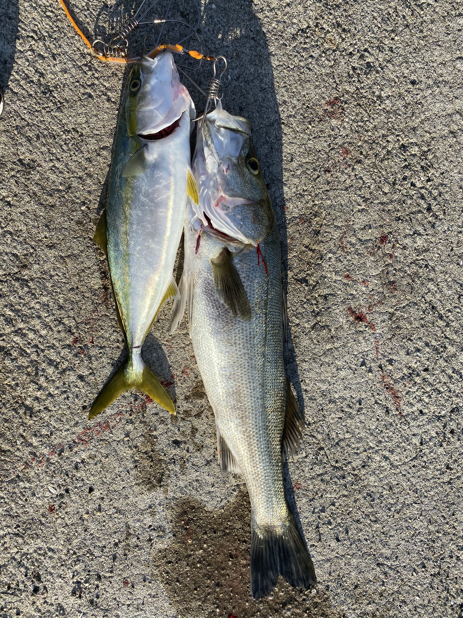 としき ショアジギ デビュー釣果 ハマチサイズ2匹とヒラメ シーバス65 普段バス釣りばっかりだったので青物やシーバスの引き の強さにびっくりしましたt T あの引きの強さはハマる 笑