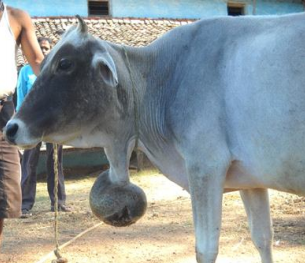 In humans, melanoma is very aggressive! Even a 0.5 mm (think about it for a moment) invasion into the stroma (tissue adjacent to stroma) means 50% chance of death in the next 5 years. And here is this cow with a melanoma hanging as a giant bell!