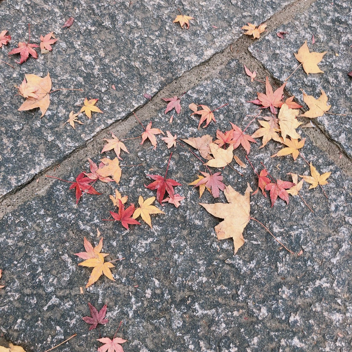 MeguMore15's tweet photo. 生きてます←
今日は���葉狩りに行きました🍁 https://t.co/ZM6jV5l9VR