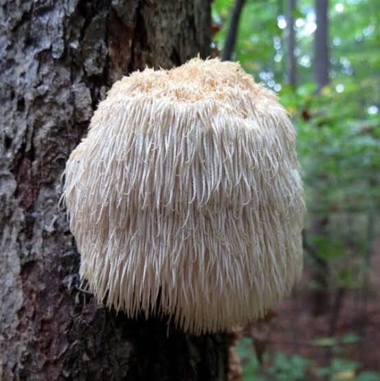 Lions Mane - stimulates growth of brain cells + protects from damage caused by Alzheimer’s - contains powerful antioxidant + anti-inflammatory compounds - study in older adults found that consuming 3 grams of lion’s mane daily for 4 mths improved mental functioning