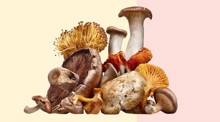  USING SHROOMS TO ENHANCE YOUR LIFE - THREAD  These fantastic fungi have a lot to offer, if you're looking for:- A natural mental boost- Extra pep in the gym- Supporting general health and wellbeing Then read below to see how mushrooms can help you: