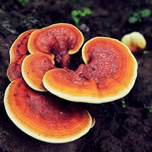 Reishi - benefits focused on moderating the immune system- increases the amount of active immune system cells.- anti-cancer and anti-tumor, anti-microbial, anti-fungal, and anti-viral as well as anti-inflammatory- pro-longevity