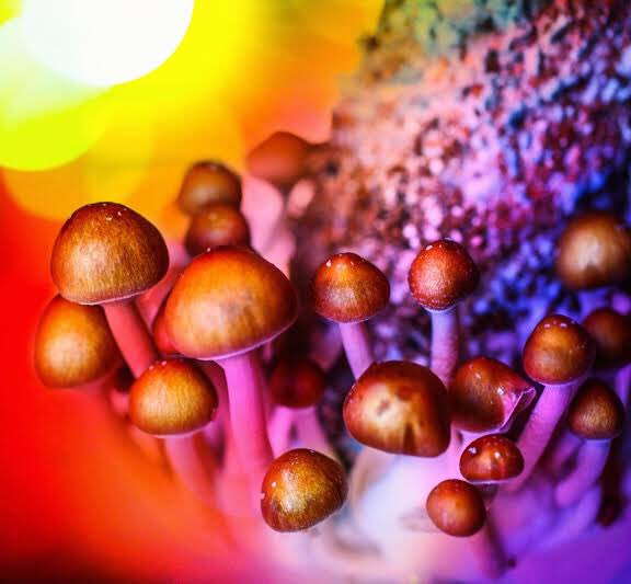 Psilocybin Mushrooms (Psychedelic) Now this is a special topic I will create thread on later...