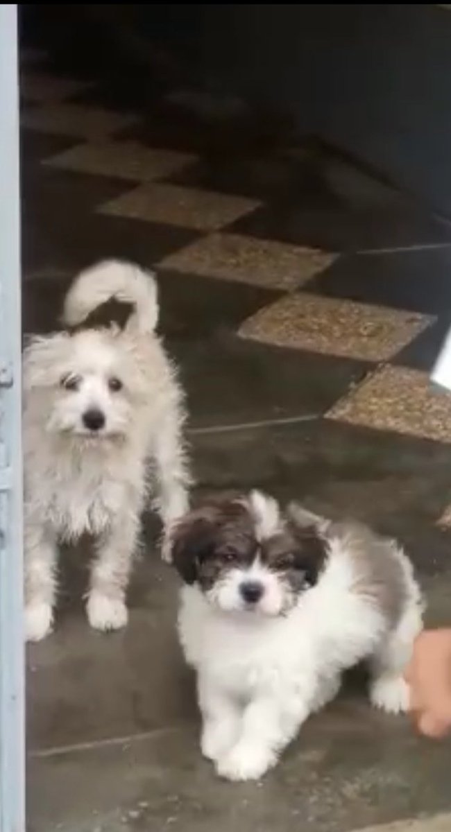 andrewgustavus's tweet photo. #AyudaloAVolver @rescate_sos se perdió mis 2 cachorros de 4 y 7 meses en el distrito de San Martín de Porres - URb San diego.
Cualquier cosa comunicarse al 997838959 /985376143 o al 923221977.
Habra recompensa. https://t.co/Sl8RManneY
