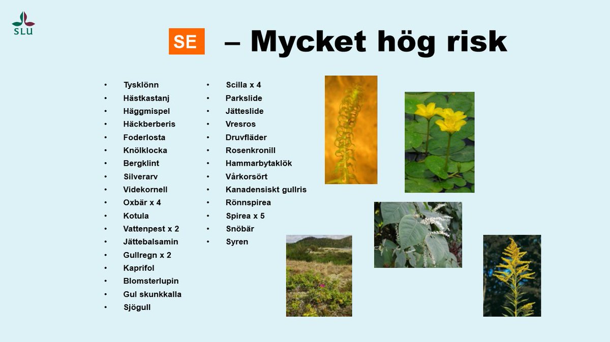 Sett och hört vid Jordbruksverkets miljömålsseminarium: Problem med införda, invasiva, arter förväntas öka i takt med förändrat klimat. På bilden några av de värstingar som Artdatabanken varnar för är eller kan komma att bli problematiska och orsaka skada för vår inhemska flora.