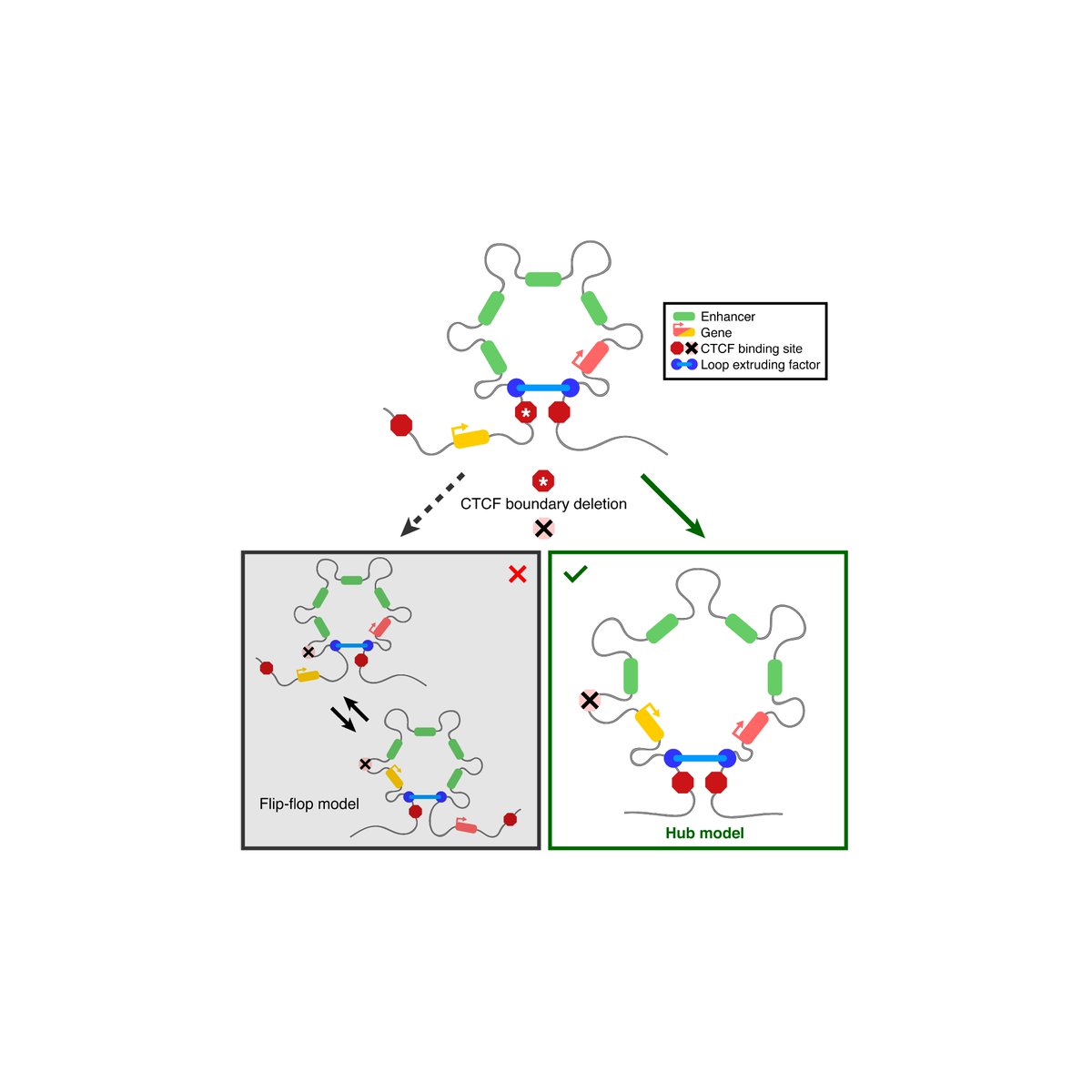 Our paper is out in @NatureComms: A revised model for promoter competition based on multi-way chromatin interactions at the alpha-globin locus. See thread below. Great teamwork with @CazzHarrold and @jrmmhughes. #3Dgenome #generegulation nature.com/articles/s4146…