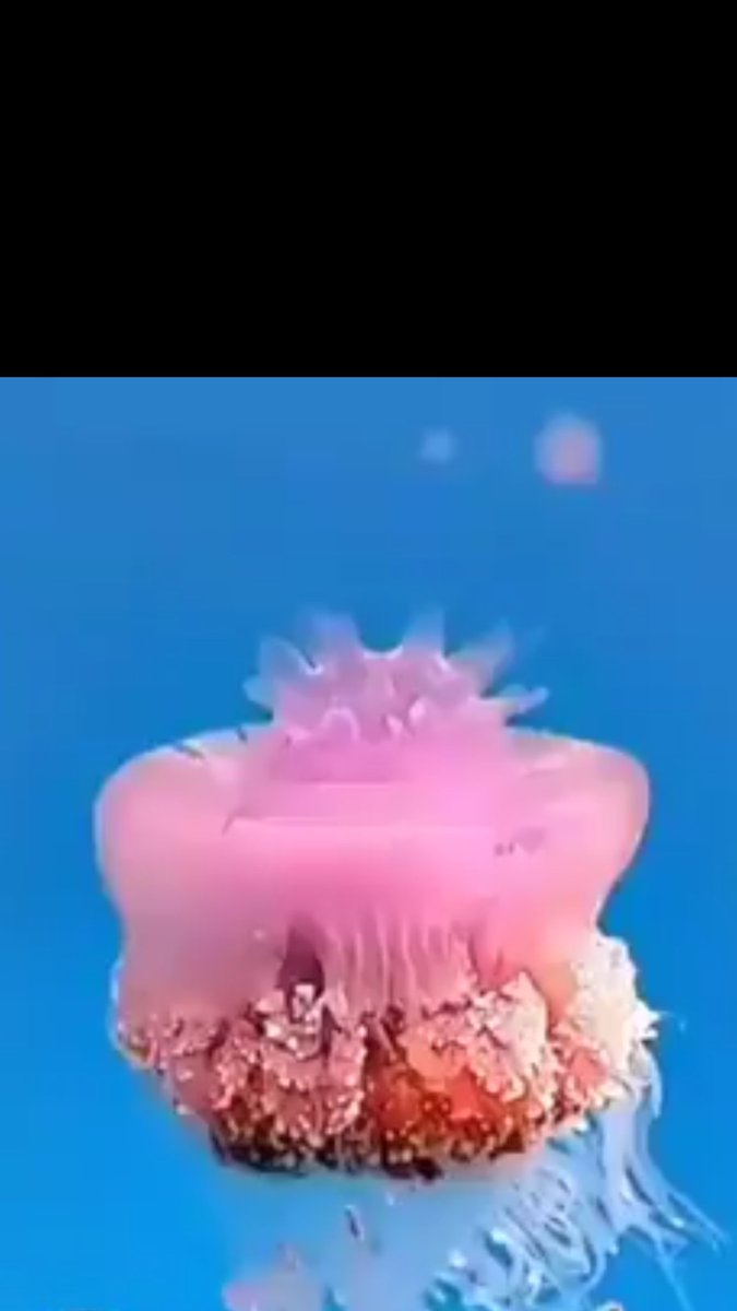 سبحان ذو الملكوت والجبروت انظر الى صنع الله الذي أتقن كل شيء