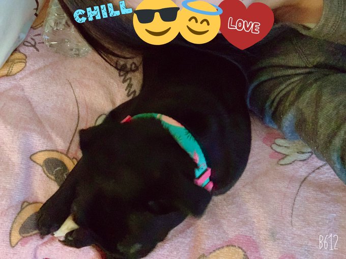 今日はわたしの枕になってくれるいぬ #pug #パグ #犬 #blackmonster #9ヶ月 #まくら #鹿の角に夢中❤︎ https://t.co/amD9Fag3XW<a href="/tag/pug"class="tags">#pug</a><a href="/tag/%E3%83%91%E3%82%B0"class="tags">#パグ</a><a href="/tag/%E7%8A%AC"class="tags">#犬</a><a href="/tag/blackmonster"class="tags">#blackmonster</a><a href="/tag/9%E3%83%B6%E6%9C%88"class="tags">#9ヶ月</a><a href="/tag/%E3%81%BE%E3%81%8F%E3%82%89"class="tags"><span>#まくら</span></a><a href="/tag/%E9%B9%BF%E3%81%AE%E8%A7%92%E3%81%AB%E5%A4%A2%E4%B8%AD"class="tags"><span>#鹿の角に夢中</span></a>