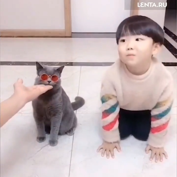 Коты в позе йоги. Кот повторяет за хозяйкой звуки. Повтори коте. Кошки со своими котятами. Повтори коте.