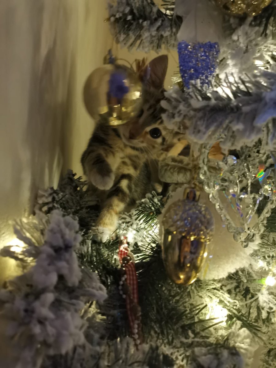 Here’s the latest in Cat Xmas tree decorations. Looks suspiciously like our Clarence 😸#WhiskersWednesday #kittens ##CatsOfTwitter #xmas2019
