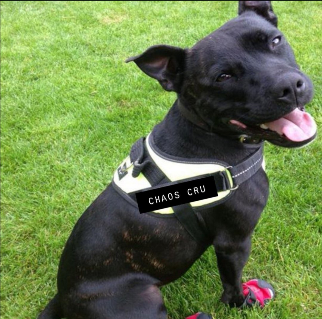 CeeHold's tweet image. AFTA....

GET INTOUCH FOR ALL YOUR DRUG SNIFFING NEEDS.. WHETHER ITS DOWN THE BACK OF YA SETTEE OR BURIED IN THE WOOD.

smallprint.... I am not responsible for the dog eating any mitzis but don't worry he can handle them. 
#miccheck112
#cowiedog