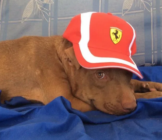 Oggi con Silvia Castiglioni incontriamo la veterinaria Monica Pais, a Milano per presentare il suo ultimo libro, e il suo cane #Palla, divenuto star del web in seguito ad una drammatica vicenda.
#LibreriaHoepli #ClinicaVeterianariaDuemari #MonicaPais
#EffettoPallaOnlus