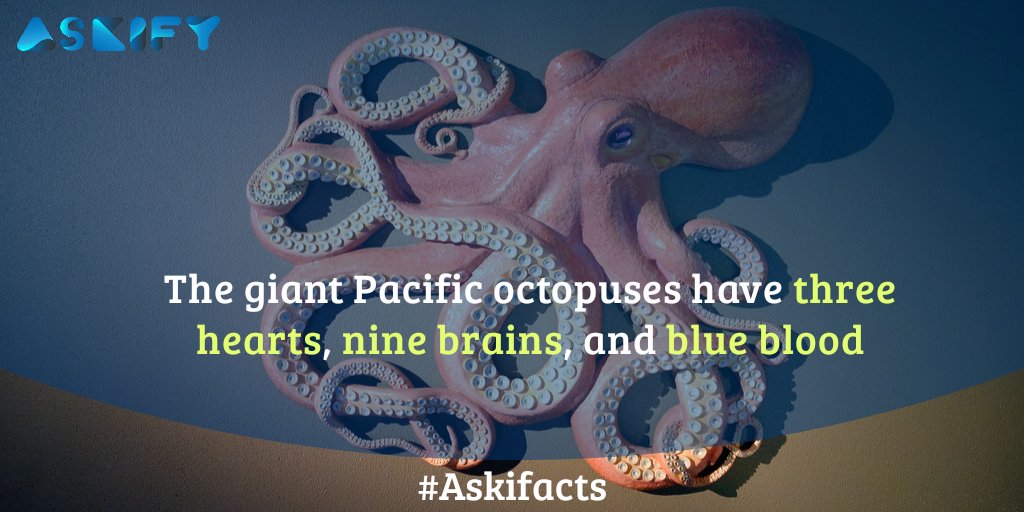 Askifyqna's tweet photo. Octopus!
#askifacts #askify #facts #factsdaily #octopus #octopusfacts #giantoctopus #pacificoctopus #pacificoctopusfacts #discovery #discoverychannel #animalplanet #natgeochannel #heartfacts #brainfacts #bloodfacts #octopusheart #octopusbrain  #octopusblueblood #wednesdayfacts https://t.co/KZukNPSQKE