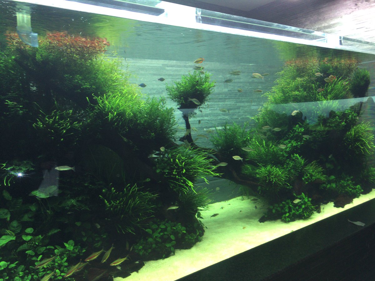 Let S アクアリウム 続 すみだ水族館 淡水水槽も素敵です アクアリウム始めてから見る水族館水槽は楽しい 美術館いっても良さが分からないのと一緒の感覚 分かると凄さが分かる Let S アクアリウム 続 すみだ水族館 淡水水槽も素敵です アクアリウム始めてから見る水族館水槽は楽しい 美術館いっても良さが分からないのと一緒の感覚 分かると凄さが分かる