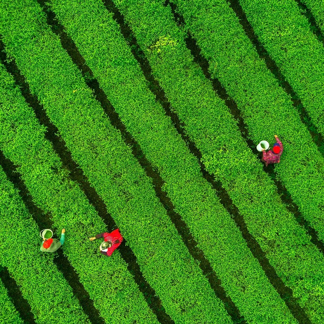 FAODG's tweet photo. Great news from New York last night. With overwhelming majority @UN General Assembly's 2nd Committee agreed on 2 new international days:
🗓 Tea Day: 21 May
🗓 Day of Awareness of Food Loss & Waste: 29 Sept
Thanks to the Member States for their joint efforts. https://t.co/Ifh6xum9mF