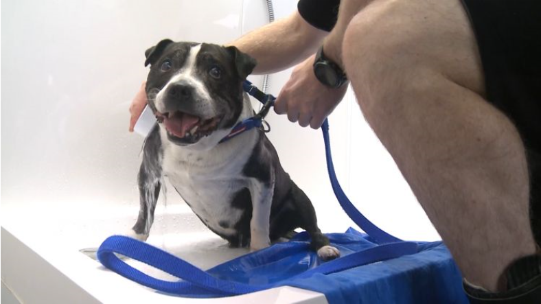 Blesma's tweet image. James Hill and Scott Candlish were both wounded while serving and their military dogs were killed. 

Now the two Royal Marines are building new lives for themselves as hydrotherapy practitioners for dogs.

Read more and watch their story on Forces Network:
forces.net/news/meet-woun…