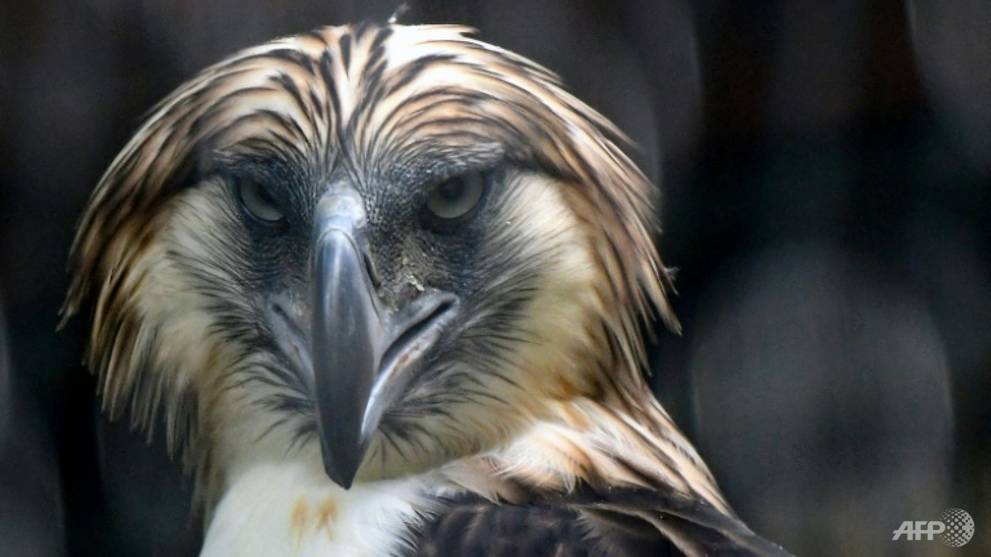 ChannelNewsAsia's tweet photo. The eagles have landed: Singapore shows off rare Philippine raptors https://t.co/o34yGnxp5g https://t.co/NtQeZYeGpW