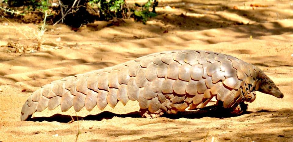 Destination_Zim's tweet photo. #Pangolins of #SangoWildlife #Save
📸Thierry Labat
#VisitZimbabwe https://t.co/PsZeVxQm1x