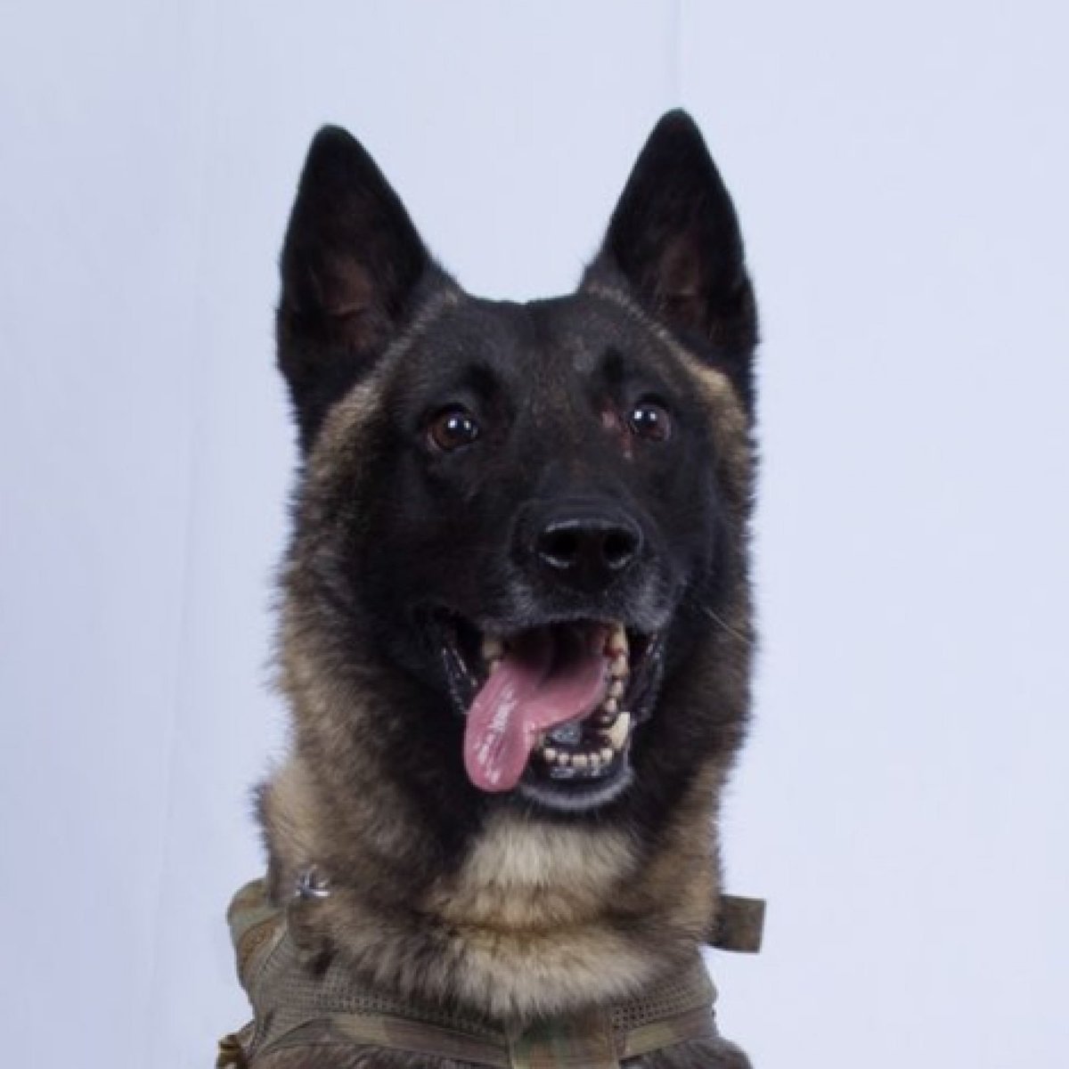 AutumnMandrake's tweet image. (2/2) The first photos released depicting #Conan, including Laura's above and the one reproduced below as exhibit 2, show a #DifferentDog to the one that attended the White House (exhibit 3).

They used a different dog for the ceremony - possibly because Conan kills terrorists...