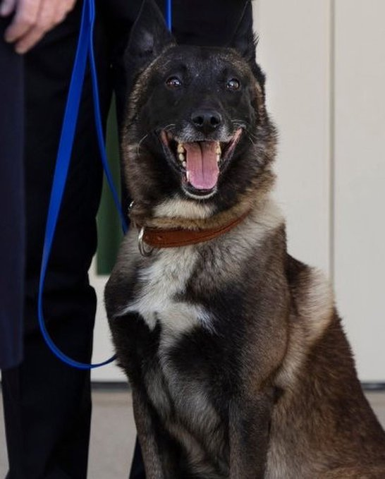 AutumnMandrake's tweet image. (2/2) The first photos released depicting #Conan, including Laura's above and the one reproduced below as exhibit 2, show a #DifferentDog to the one that attended the White House (exhibit 3).

They used a different dog for the ceremony - possibly because Conan kills terrorists...