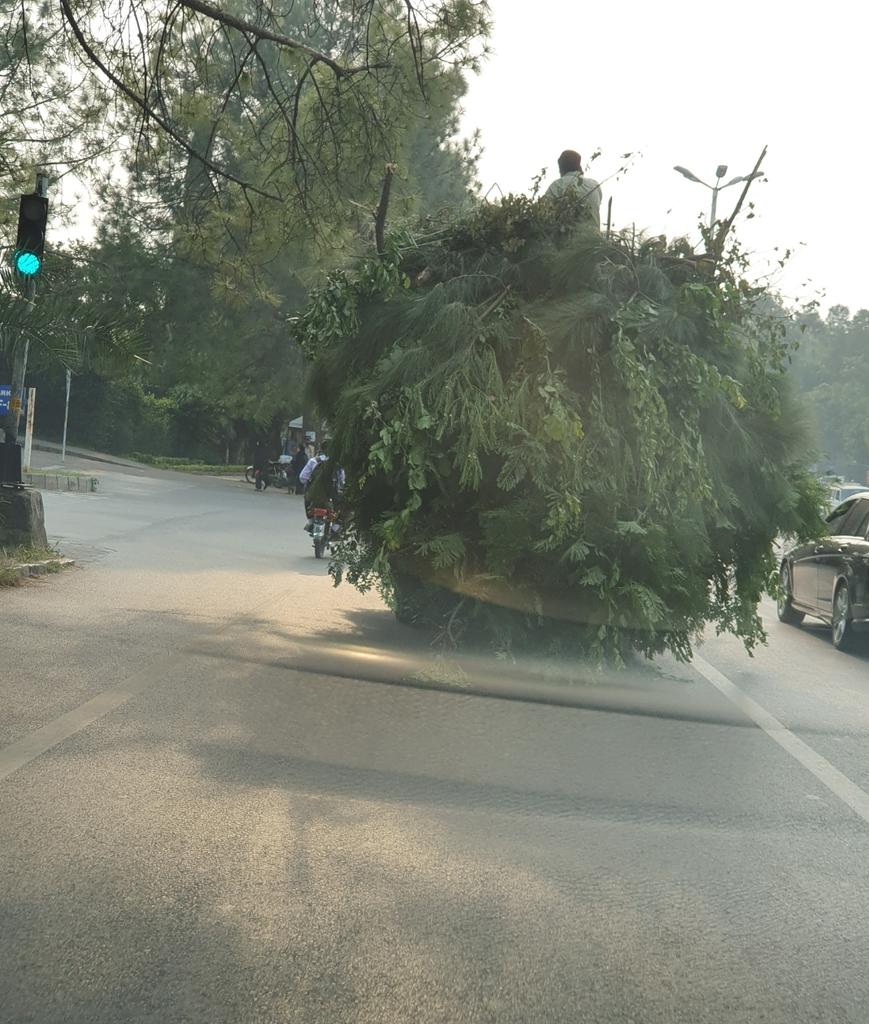 SaharcasticPir7's tweet image. "Trees produce oxygen at night and absorb CO2" says the man who launched the #billiontree #Tsunami. All trees right now: *thud* fainted. Some died of cancer. Too late for #Shaukatkhanum #imrankhanPTI #uff #uberignorant #Oxford #PTIGovernment