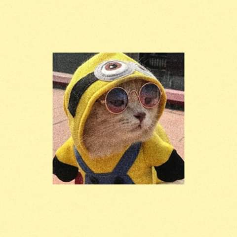 Darkk36871215's tweet photo. แมวผมน่ารักมั้ยครับ?🐱❤
#บอทใหม่ #บอทโสดหาคนคุย
#บอทเหงา #บอทใหม่หาทุกอย่าง 
#บอทหาเดมประจํา 
rt:ff
dm:❤ https://t.co/7clc3zimWJ