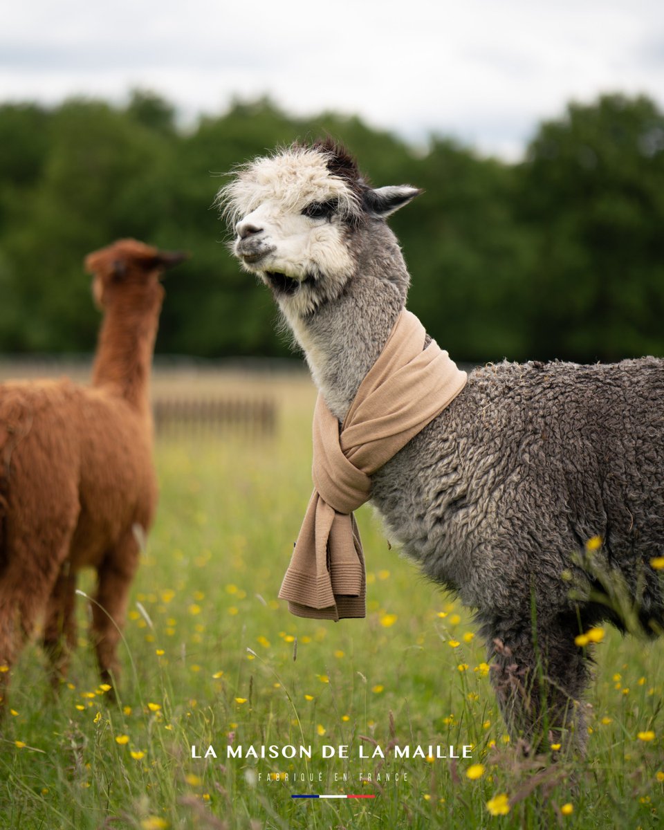 🎶All the single lamas... 🎵
'Cause if you like it, then you shoulda put a Merino scarf on it
🎶🎵

lamaisondelamaille.com/product-page/e…
⠀⠀⠀⠀⠀⠀⠀⠀⠀
#Alpaga #Alpaca #MerinoWool #EcharpeEnLaine #WoolScarf