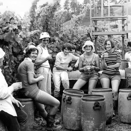 nzwine's tweet photo. The Nelson region is renowned for sunshine. It is also home to @SeifriedEstate and award-winning Sauvignon Blanc. It's 40 years since the pioneering family's first harvest.  Today all 3 Seifried children are part of the growing family business.  #nzwine https://t.co/IIu2B6LmFO https://t.co/wlsZpYa4Ef