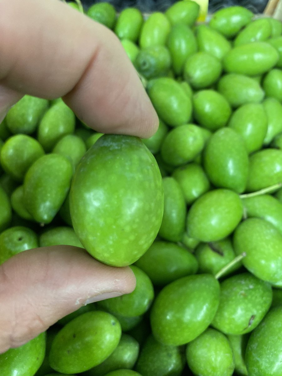 GREEN OLIVES FRESH we have some 👍 #italian #olives #olive #greenolives #seasonalproduce #italianfood #seasonalproduce #italianfoodblogger #foodporn @MGaletti01 @Cheftonks @TomCenci @BootonTom @MattWorswick @cheftombrown @samcarter_22 @ChefAlainRoux @thechefsforum