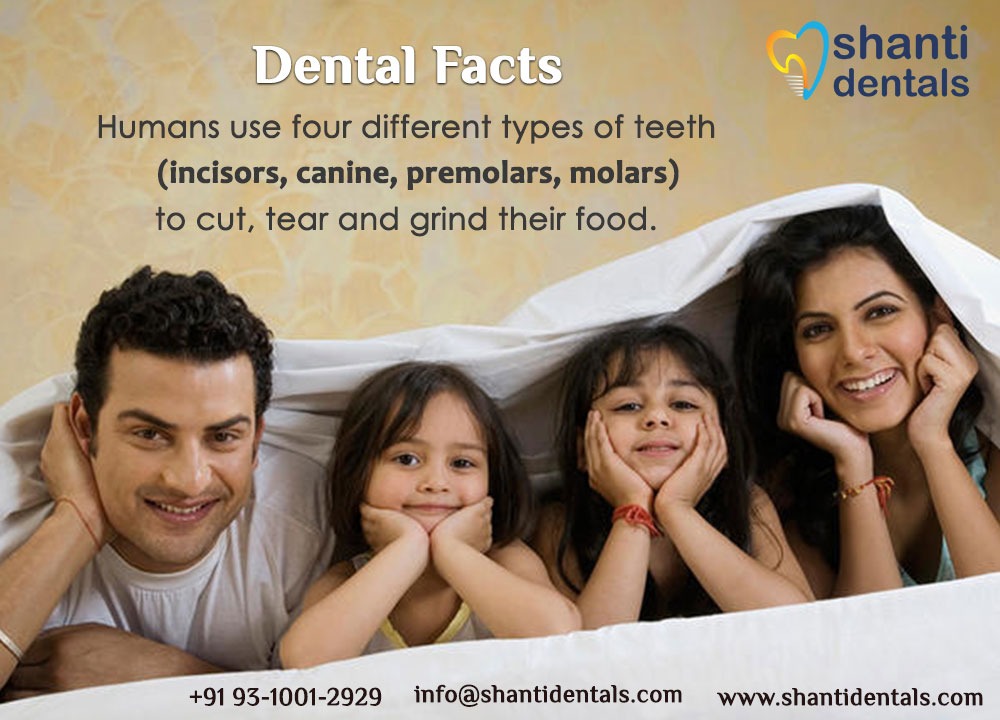 shantidentals's tweet image. Humans use four different types of teeth (incisors, canine, premolars, and molars) to cut, tear and grind their food.

Book an Appointment for Dental Caries Preventive Treatment in Delhi
bit.ly/2kJgnoY

#TypesOfTeeth
#DentalCaries