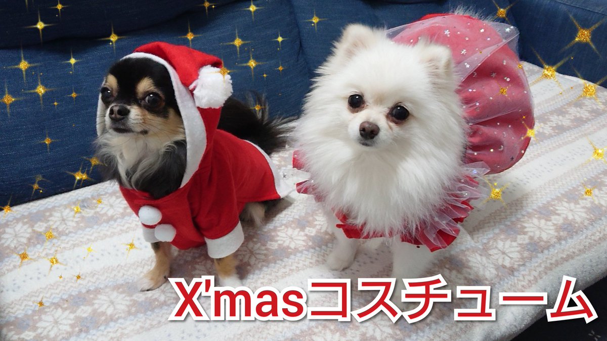 すべてのイラスト画像 最高の100 均 犬 クリスマス 服