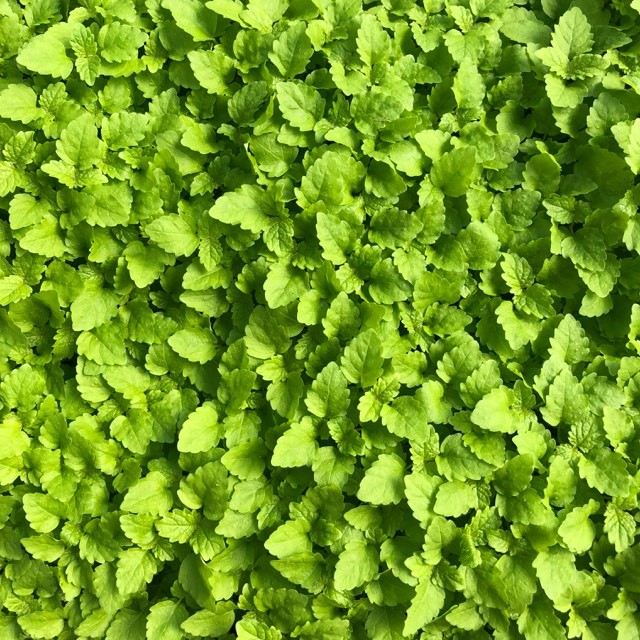 PocketHerbs's tweet photo. A summer favourite – Lemon Balm’s lime green leaves have a sweet and refreshing lemon flavour. A substitute for mint and a great way to add a zesty taste to a dish. 

#pocketherbs #lemonbalm #microgreens #microherbs #zest #lemon https://t.co/Xm212ppjwh