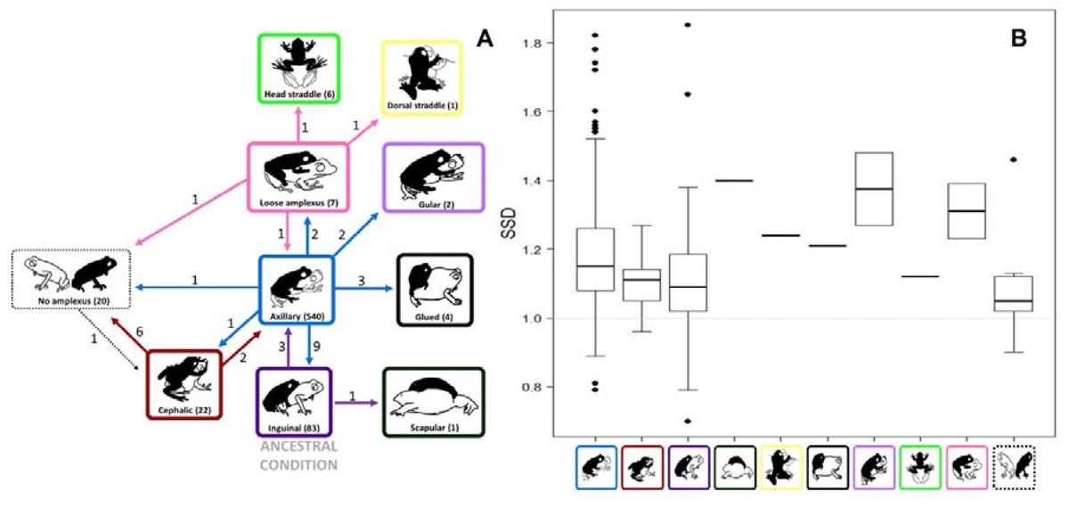 NicholasWuNZ's tweet image. Frogs have a diverse range of amplectic positions, but @carvajaljcastro @biobiiana @amospinal found amplexus style is highly conserved across their evolutionary history! Fascinating findings on frog sex biorxiv.org/content/early/… #herpsci