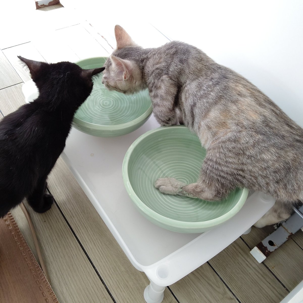 保護猫カフェqsmet くすめっと 完全予約制で営業中 En Twitter それは足湯じゃないから W っうか飲みにくいやろ 保護猫カフェ くすめっと クスメット 保護猫カフェqsmet 大阪 東淀川区 上新庄 里親募集中 譲渡会 里親会 猫 ねこ ネコ 保護猫カフェqsmet くすめっと 完全予約制で営業中 En Twitter それは足湯じゃないから W っうか飲みにくいやろ 保護猫カフェ くすめっと クスメット 保護猫カフェqsmet 大阪 東淀川区 上新庄 里親募集中 譲渡会 里親会 猫 ねこ ネコ